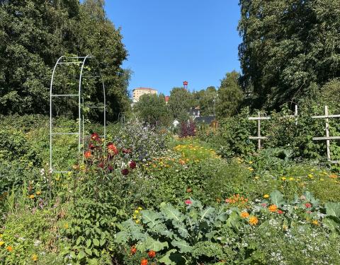 Rehevästi kukkivia viljelmiä, taustalla Pispalan haulitorni.