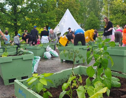 Yhteisöpuutarhan avajaiset Kaukajärven koulun pihassa