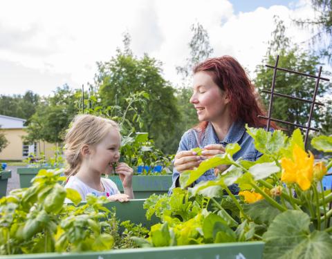 Hymyilevät tyttö ja nainen Kaukajärven yhteisöpuutarhalla kyykistyneenä viljelylaatikolle.