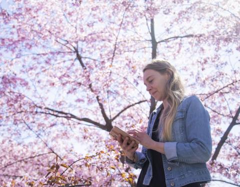 Henkilö seisoo kukkivan kirsikkapuun katveessa ja selaa älypuhelinta.