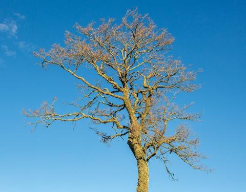 Sinistä taivasta vasten seisoo iso lehdetön puu.