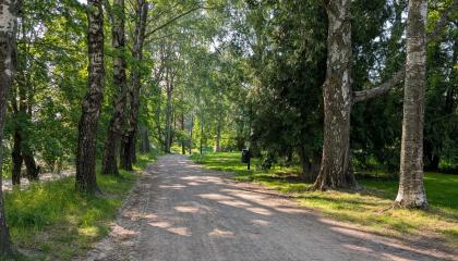 Puiden varjostama käytävä Eteläpuistossa.