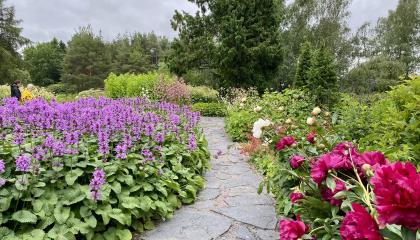 Arboretumin kukkia ja kivetty polku.