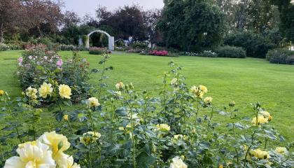 Hatanpään kartanon ruusutarha.