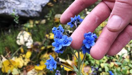 Ihmisen käsi koskee hellästi pieniä sinisiä kukkia.