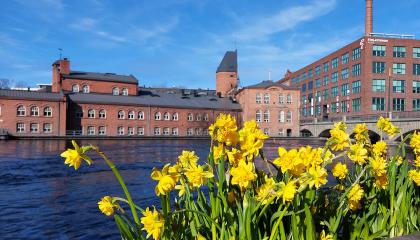 Narsisseja istutuslaatikossa Patosillan kaiteessa, taustalla Frenckellin rakennus.