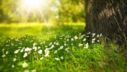 Aurinkoinen kukkaniitty, jossa on paljon pieniä valkoisia kukkia. 