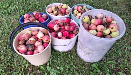 Jäteomenoita sangoissa nurmikolla