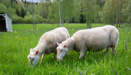 Kaksi suomenlammasta laiduntaa Rukkamäenpuistossa.