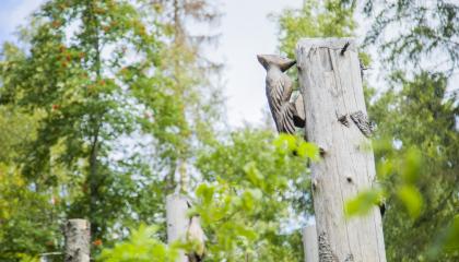 Metsää. Etualalla oikealla puuveistos, jossa tikka hakkaa puunrunkoa. Taustalla muita puuveistoksia.