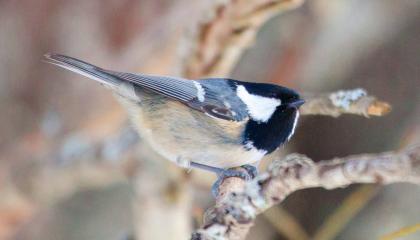 Kuusitiainen istuu oksalla. Linnulla on kellertävä maha ja harmaat siivet. Pää on mustavalkoinen.