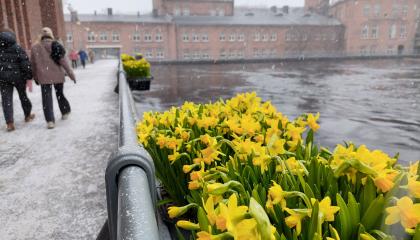 Pikkunarsisseja Patosillan kaideamppeleissa