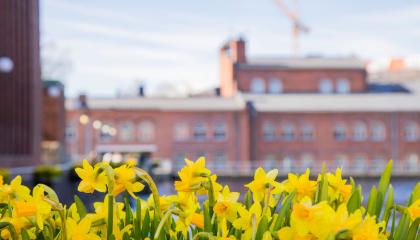 Narsisseja amppelissa Tammerkosken rannalla Patosillan lähellä.