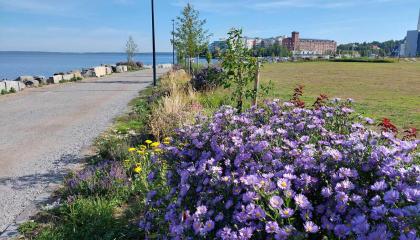 Kukkaloistoa kesällä Ranta-Tampellan rantaraitilla.