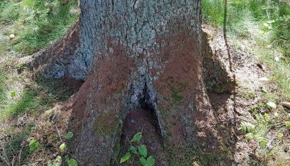 Kirjanpainajan iskemän kuusen tyvi.