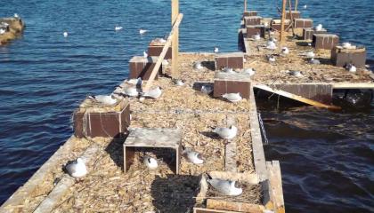 Iidesjärven kelluvalla pesälautalla pesiviä ja oleskelevia lokkeja.