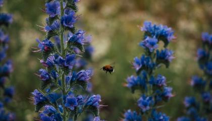 Lähikuva sinisistä kukista ja kimalaisesta.