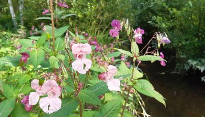 Kukkivia jättipalsameja.