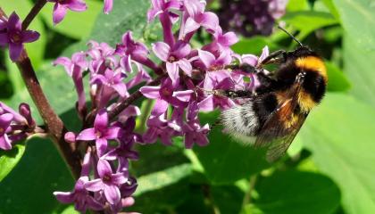 Tarhakimalainen syreeninkukassa.