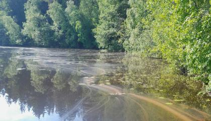 Siitepölylauttoja Alasjärven veden pinnassa.