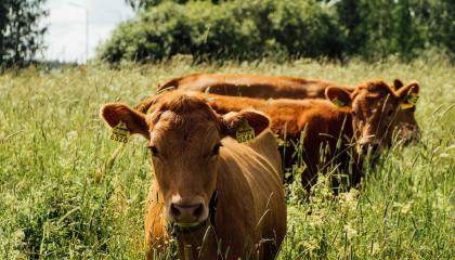 Kolme punaruskeaa hiehoa niityllä.