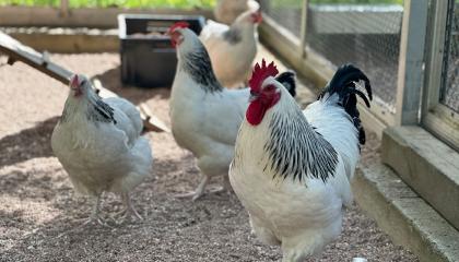 Valkoisien sussex-kanojen niskahöyhenissä ja pyrstösulissä on hieman mustaa väriä.