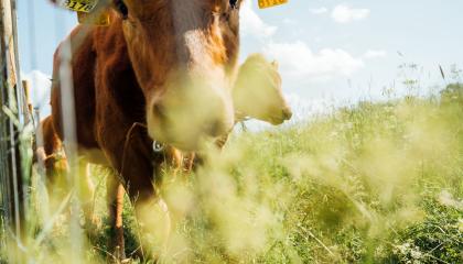 Nauta edestä päin heinikossa.