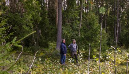Tiheässä metsässä kaksi miestä seisomassa ja katselemassa maisemaa.