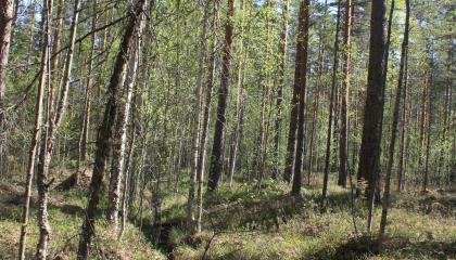 Ojan uoma keskellä metsäistä Ruutanansuota ennen ennallistamista.