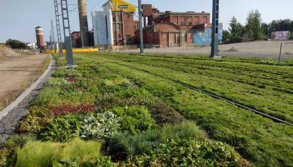 Vastaistutettu perennamattoja raitiotien reunalla.