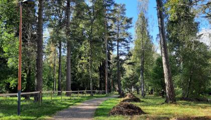 Etualalla niittyä, jossa ruohokasoja, taustalla metsää.