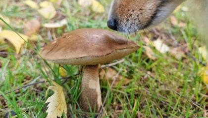 Nurmikolla kasvavaa ruskeaa sientä nuuskii koira, josta näkyy vain kuono.