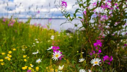 Niittykukkia kesällä Näsijärven rannassa.