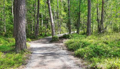Puiden reunustama kesäinen luontoreitti, joka on rakennettu esteettömäksi kulkea.