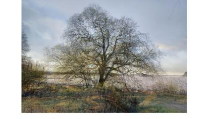 Maalauksessa on lehdetön koivu keväisessä maisemassa.