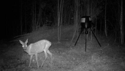 Metsäkauris houkutusruokintapaikalla pimeässä illassa.