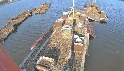 Lokkeja kelluvilla pesälautoilla Iidesjärvellä.