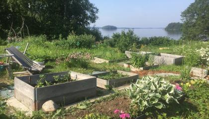 Kaunis kesäaamu järven rannalla palstaviljelypalstalla.