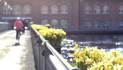 Narsissit ja pyöräilijä kevätauringossa Patosillalla.