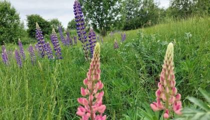 Vaaleanpunaisia ja violetteja lupiineita niityllä.