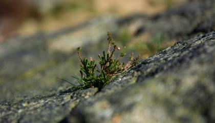 Kasvi kiviseinän pinnalla.