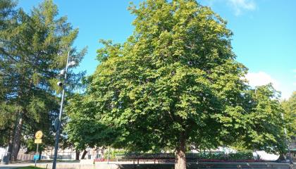 Kookas hevoskastanja Laikunlavan vierellä.