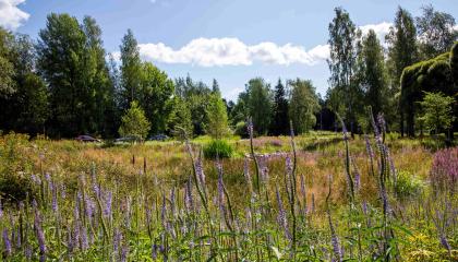Kuvassa vihreää niittyä.
