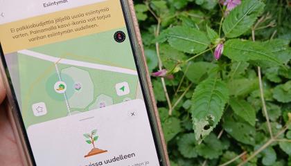 Mobiilipelin näkymä puhelimella ja jättipalsamikasvi taustalla. 