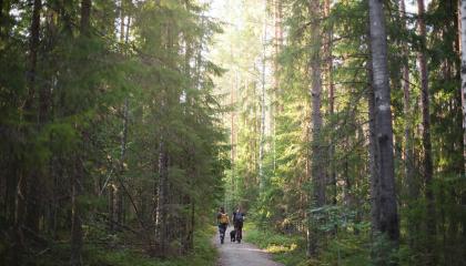 Ulkoilijoita ulkoilureitillä metsässä, jossa kasvaa korkeita puita.