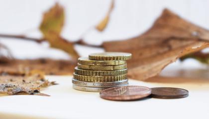 Kolikoita pinossa. Takana lehtiä ja oksa.