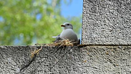 Lokki pesii muurilla.