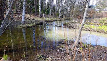 Sameaa vettä uomassa.