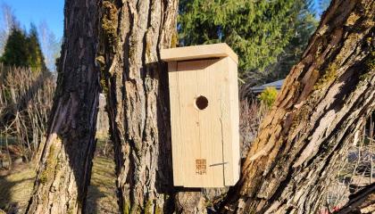 Uusi linnunpönttö puussa.