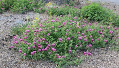 Violettikukkaisia metsäapiloita.